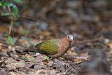 Asian Emerald Doveborder=